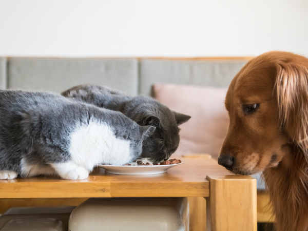 The Growing Importance of Pet Diets | Clarkston Consulting